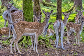 森林一群小鹿图片
